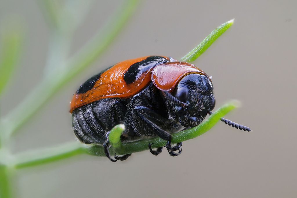Chrysomelidae - Coptocephala scopolina